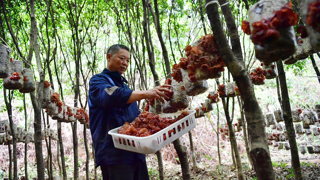 在廣昌縣旴江林場的綠蔭下，村民正在採摘成熟的脆木耳。